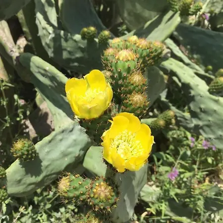 Terre Di Sicilia Frühstückspension