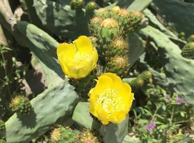 Terre Di Sicilia Bed and breakfast