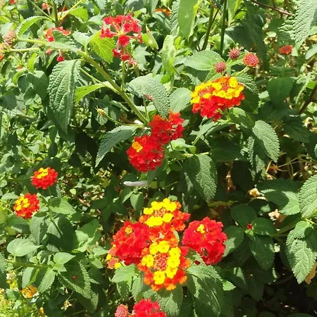 Panzió Terre Di Sicilia 3*